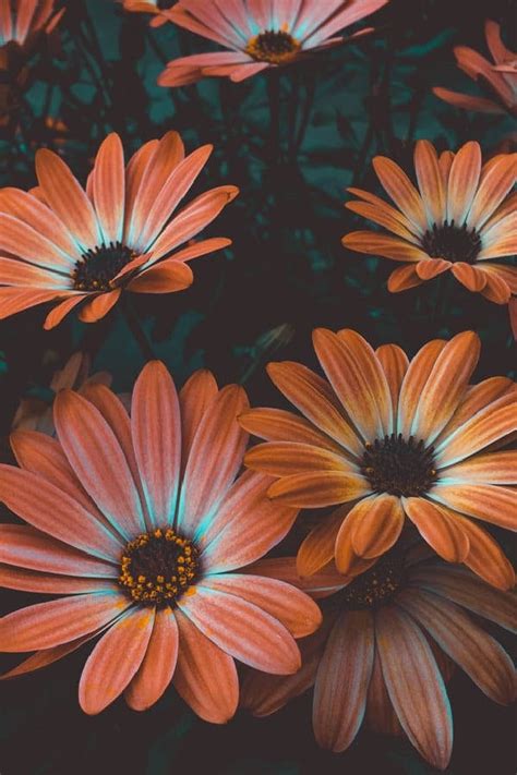 Download Orange Vintage Flower Aesthetic Daisies Wallpaper