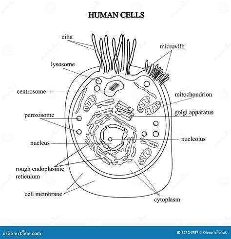 Human Cells