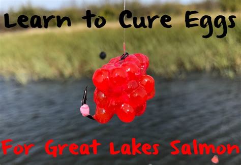 Learn To Cure Eggs For Great Lakes Salmon Pautzke Bait Co
