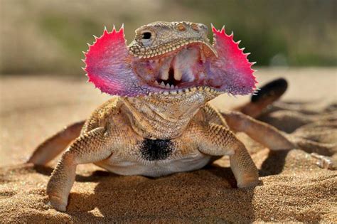 Toad Headed Agama Showing Off Its Teeth Rnatureismetal
