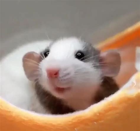 Look At Those Ears Video Funny Hamsters Pet Mice Cute Funny Animals