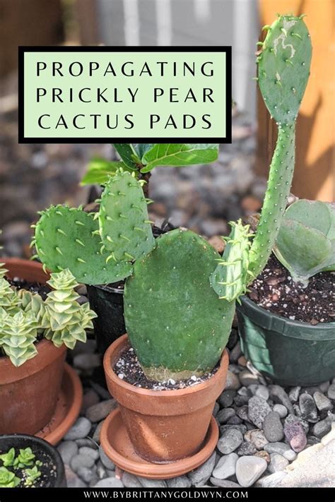 How To Propagate Prickly Pear Cactus Using Pads In 2021 Prickly Pear