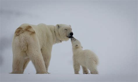 Polar Bear Mother With Cub By Peter Orr Photography