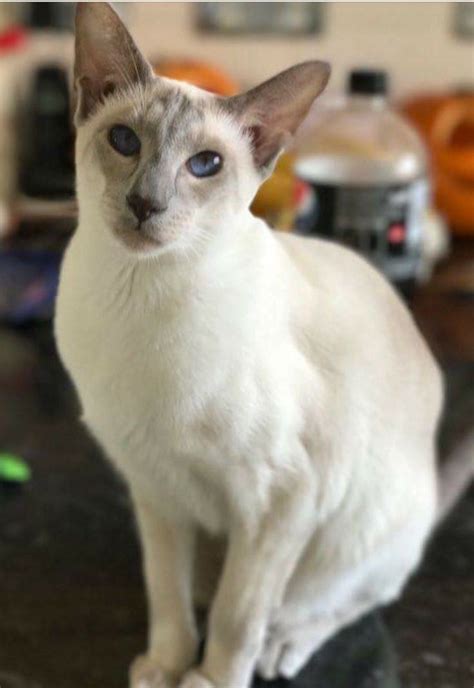 The siam, later called the siamese, was revered by royals and rumored to be sacred. Lyla, Lilac Point Siamese | Cat love, Warrior cats ...