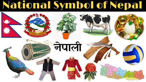 National Symbol Of Nepal नेपालको राष्ट्रिय प्रतीकहरू चिह्न Youtube