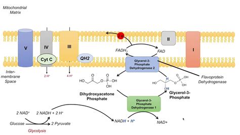 Glycerol Phosphate Shuttle Nadh Electron Transport Chain And Atp