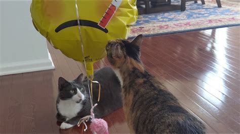 Cat Vs Balloons Youtube