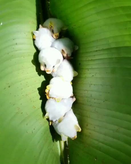 Honduran White Bats Huddled Up Together In A Leaf In The Costa Rican