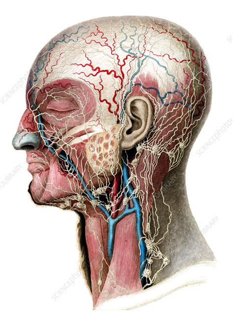 Lymphatics Of Head And Neck Illustration Stock Image C0567632