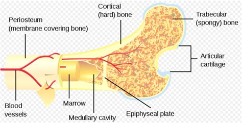 Bone Marrow Lesions Physiopedia
