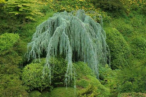 Great savings & free delivery / collection on many items. 20 best Weeping Trees images on Pinterest | Weeping trees ...