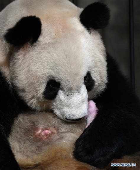 Giant Panda Yongyong Gives Birth To Female Cub In Shaanxi Global Times