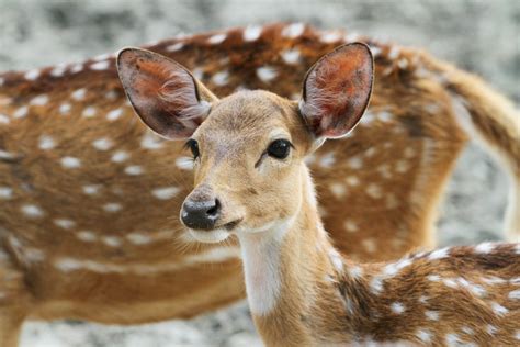 A Female Spotted Deer Smithsonian Photo Contest Smithsonian Magazine