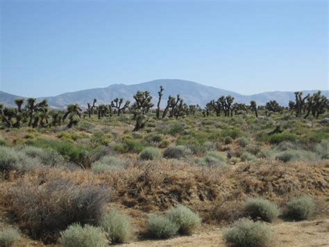 How The Desert Survives Keys To Natures Success In Californias