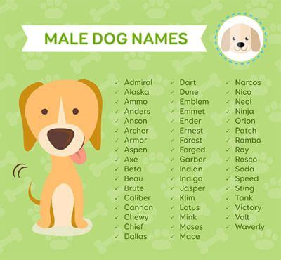 Get more male korean names that are also great options for cats. Top 200 Unique Boy Dog Names | Dog names, Boy dog names ...