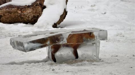 Frozen Fox Found In A Block Of Ice Extreme Things