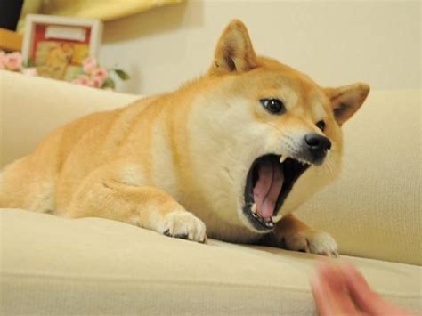 Yelling Doge Template Doge Know Your Meme Doge Dog Doge Meme