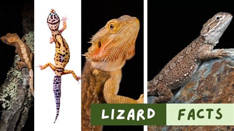 Fascinating Lizard Species And Their Unique Traits YouTube