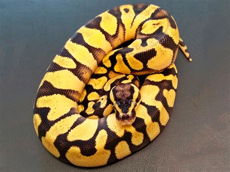 Enchi Pastel Yellow Belly Morph List World Of Ball Pythons