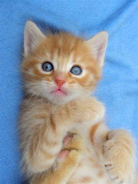 48 Kittens Giving You Kitty Cat Eyes Pretty Cats Cats Baby Cats
