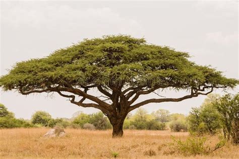 Photo About Acacia Tree In Savannah Zimbabwe South Africa Image Of