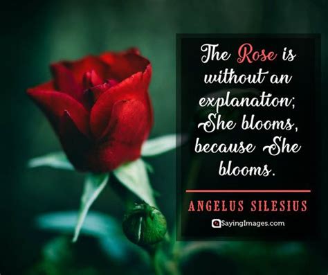 35 Amusing Roses Quotes That Celebrate Lifes Beauty Rose Quotes Rose