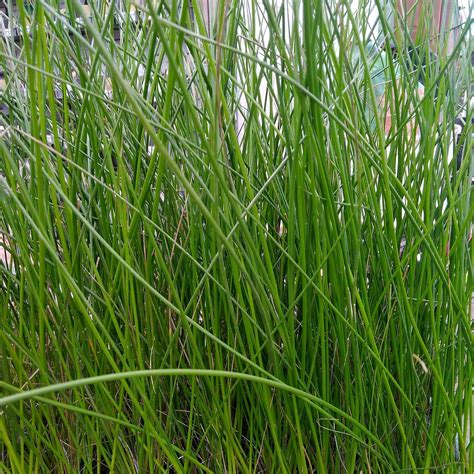Common Rush Juncus Effusus Native Marginal Wetland Plants