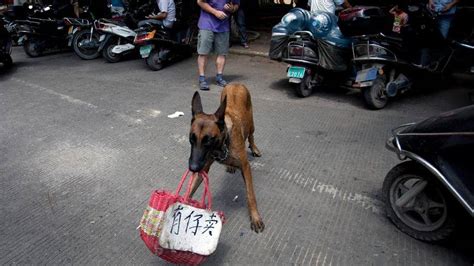 Chinese Town Proceeds With Dog Meat Festival Despite International