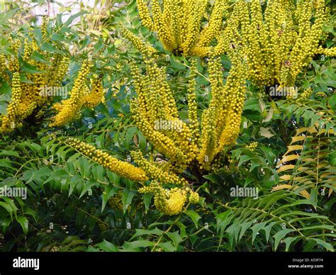 Mahonia Lomariifolia Hi Res Stock Photography And Images Alamy