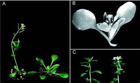 Arabidopsis The Rosetta Stone Of Flowering Time Science