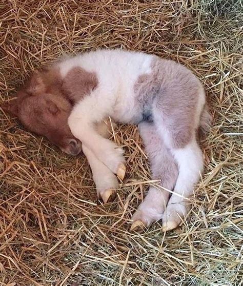 This Newborn Foal Deserves To Be My First Share For 2019 Isnt He
