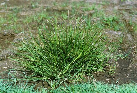 Agriculture Weeds Goosegrass Eleusine Indica Aka Bullgrass