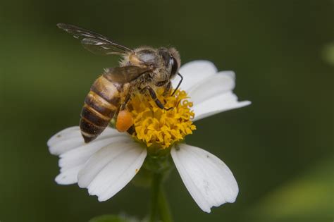 Eastern Honey Bee 東方蜜蜂 Hkiscnc North District · Inaturalist