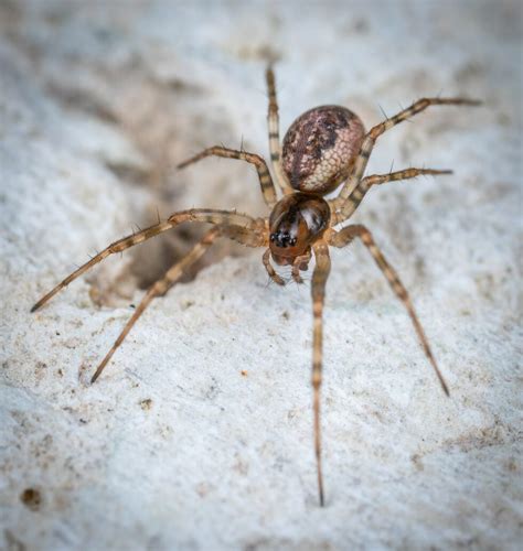 Brown Recluse Spiders In Arkansas Hopper Termite And Pest