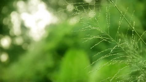 Natural Video Background Shallow Focused Grass Stock Footage Video 100
