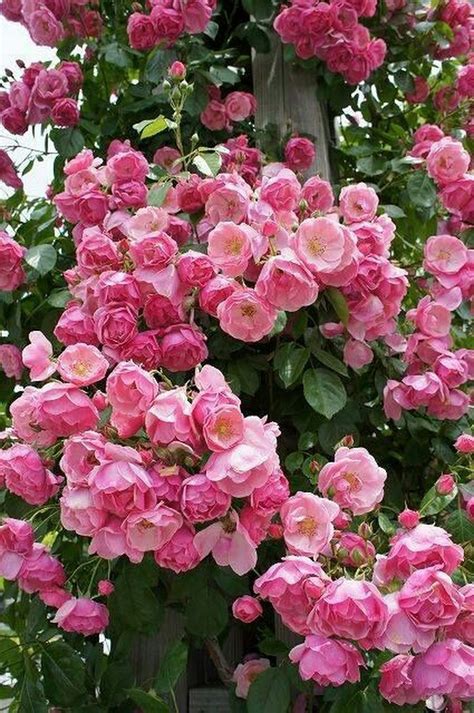 Sign In Beautiful Flowers Climbing Roses Beautiful Roses