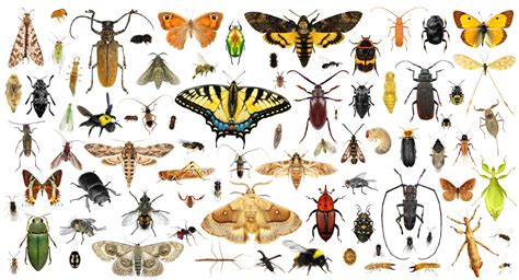 Entomologia Estudo Dos Insetos Biologia Infoescola