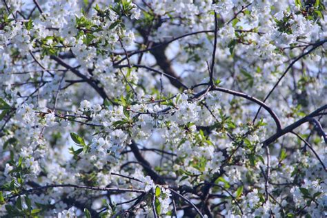 Branches Of Blossoming Cherry White Flowers Stock Photo Image Of