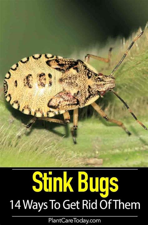 Got A Stink Bug Problem Here Are 14 Ways To Safely Remove The Smelly
