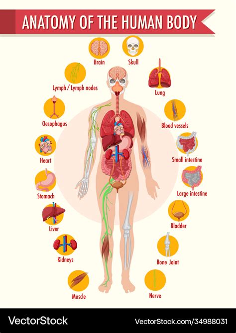 Anatomy Human Body Information Infographic Vector Image