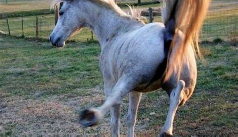 Murió Un Nene De 8 Años Tras Ser Golpeado Por Un Caballo Noticias Cadena 3 Argentina