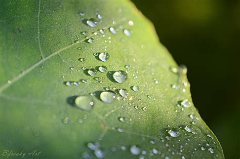 Wallpaper Sunlight Nature Grass Water Drops Green Dew Leaf