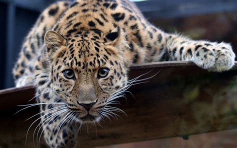 Amur Leopard Wallpaper 1280x800 6395