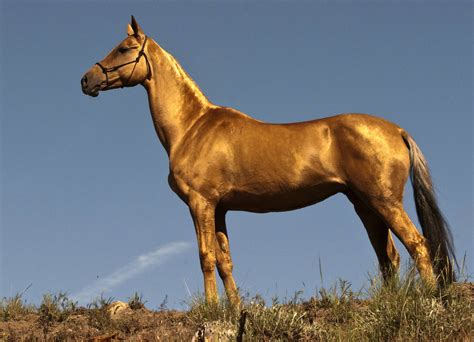 Golden Horse Akhal Teke Horses Horses Akhal Teke