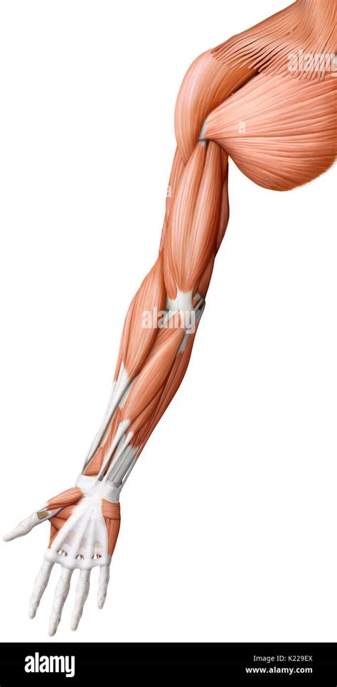 This Image Shows An Anterior View Of The Muscles Of The Arm And Hand
