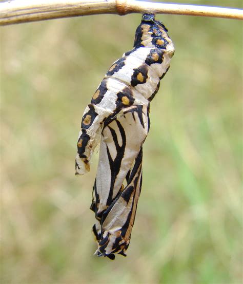 Caterpillars And Grubs Also Pupa Sportsmans Creek Conservation Area