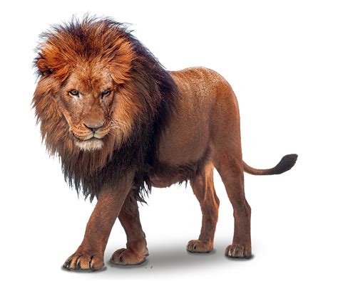 Download Lion Png Image High Quality Clipart Png Free Freepngclipart