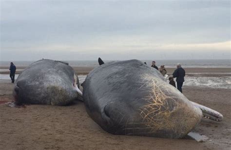 Dead Sperm Whales Washed Up On British Beaches Attract Graffiti And