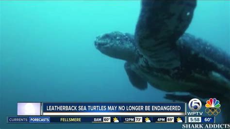 Largest Sea Turtle May Come Off Endangered List