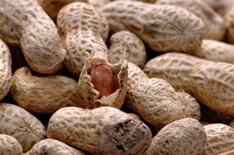 Peanut Allergy Therapy For Children Guardian Liberty Voice